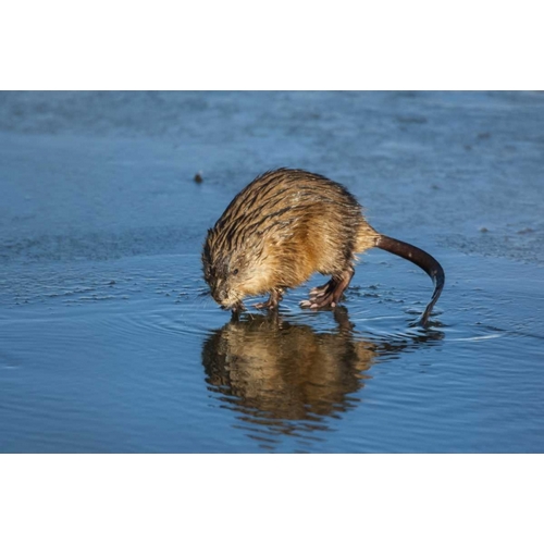 Wyoming, Jackson Hole Muskrat reflects in water